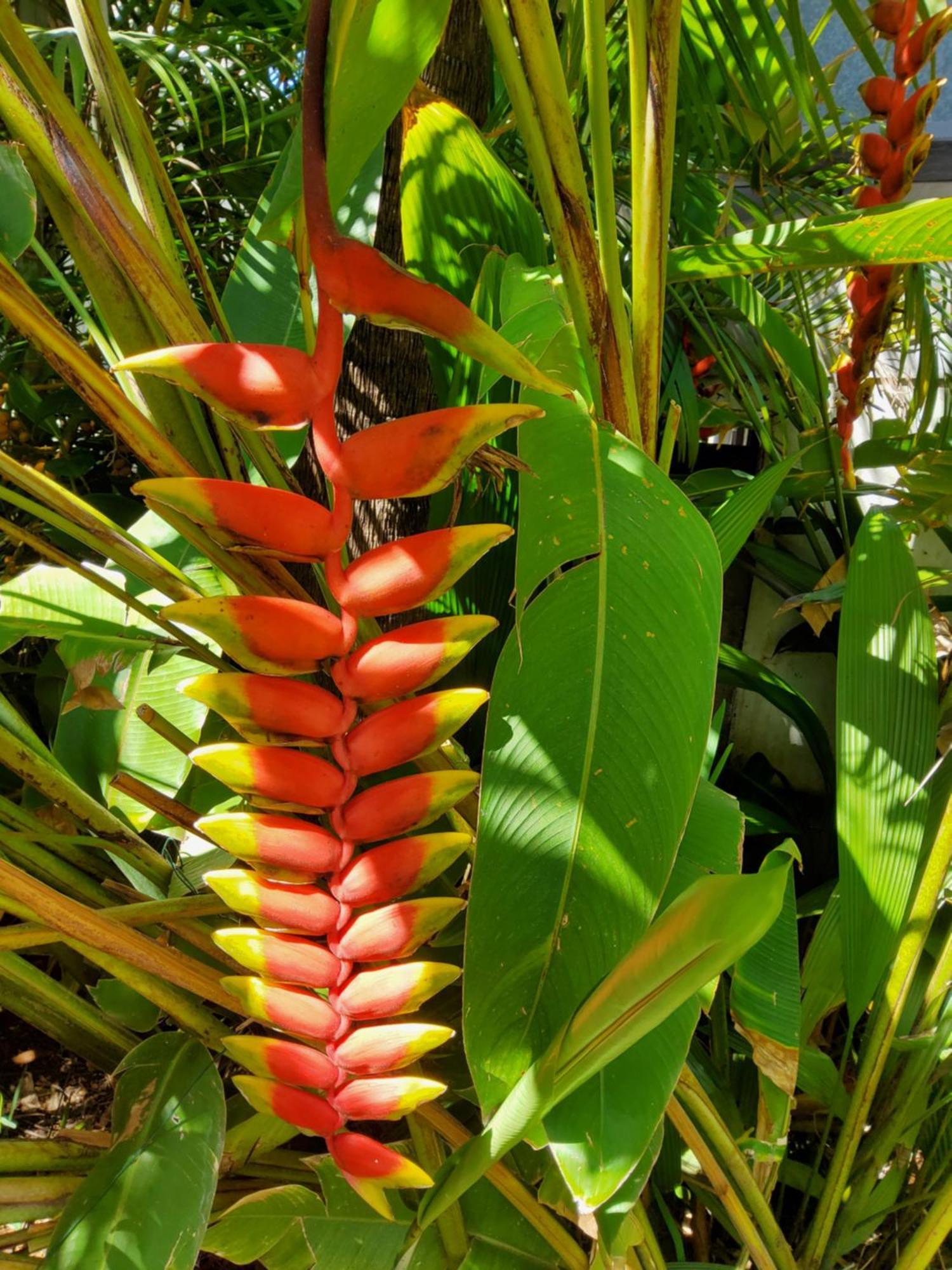 Beaute Tropicale Villa Saint Pierre Buitenkant foto